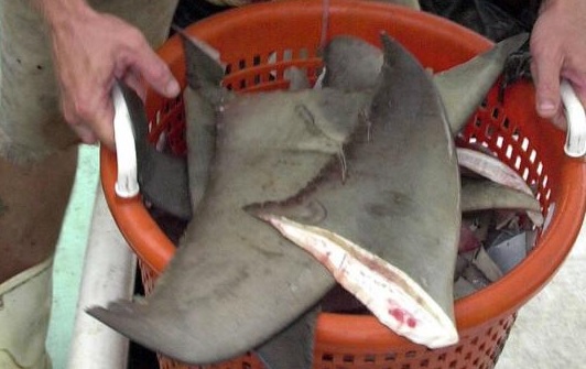 Study Reveals More Than a Third of Hong Kong Shark Fin Products Are From Threatened Species